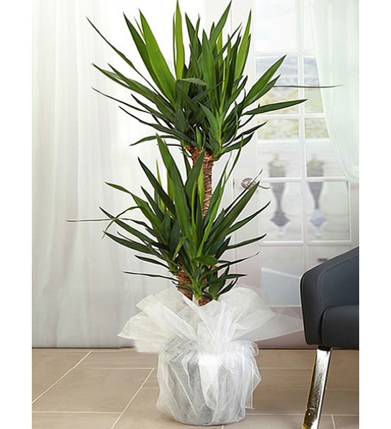 İkili Yucca Bitkisi